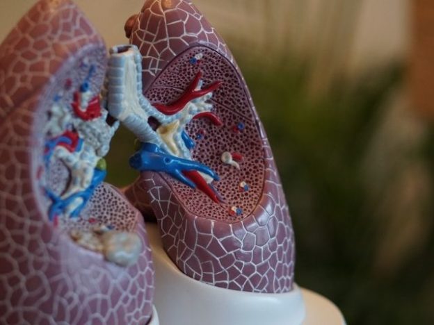 A model of the lungs.